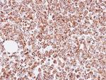 OAT Antibody in Immunohistochemistry (Paraffin) (IHC (P))