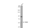 TEAD4 Antibody in Western Blot (WB)