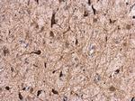 GABRA1 Antibody in Immunohistochemistry (Paraffin) (IHC (P))