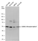 GABRA1 Antibody in Western Blot (WB)