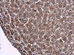 Arginase 2 Antibody in Immunohistochemistry (Paraffin) (IHC (P))