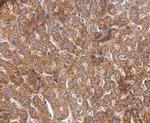 Cyclophilin 40 Antibody in Immunohistochemistry (Paraffin) (IHC (P))