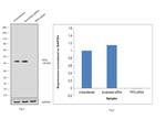 Cyclophilin 40 Antibody in Western Blot (WB)