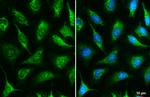 IDH3A Antibody in Immunocytochemistry (ICC/IF)