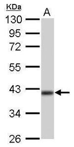 IDH3A Antibody in Western Blot (WB)