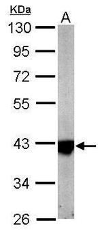 IDH3A Antibody in Western Blot (WB)