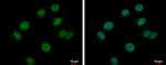 BRAF35 Antibody in Immunocytochemistry (ICC/IF)