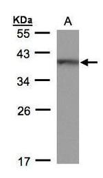 BRAF35 Antibody in Western Blot (WB)