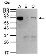 HSP70 Antibody in Immunoprecipitation (IP)