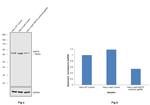 HSP70 Antibody in Western Blot (WB)