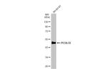 PCOLCE Antibody in Western Blot (WB)