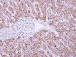 DUSP19 Antibody in Immunohistochemistry (Paraffin) (IHC (P))