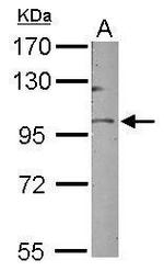 GOLGA5 Antibody in Western Blot (WB)