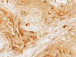 PDK3 Antibody in Immunohistochemistry (Paraffin) (IHC (P))