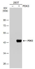 PDK3 Antibody in Western Blot (WB)