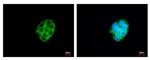 CES2 Antibody in Immunocytochemistry (ICC/IF)