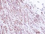 PSMA1 Antibody in Immunohistochemistry (Paraffin) (IHC (P))