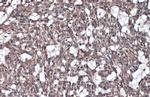 IL-1RAcP Antibody in Immunohistochemistry (Paraffin) (IHC (P))