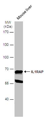 IL-1RAcP Antibody in Western Blot (WB)