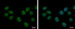 SF1 Antibody in Immunocytochemistry (ICC/IF)