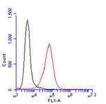 Glypican 1 Antibody in Flow Cytometry (Flow)