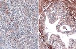 Glypican 1 Antibody in Immunohistochemistry (Paraffin) (IHC (P))