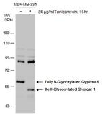 Glypican 1 Antibody in Western Blot (WB)