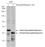 Glypican 1 Antibody in Western Blot (WB)