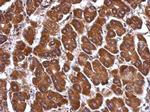 ANGPTL3 Antibody in Immunohistochemistry (Paraffin) (IHC (P))