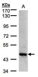 Bif1 Antibody in Western Blot (WB)