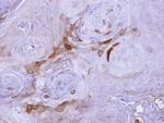 AID Antibody in Immunohistochemistry (Paraffin) (IHC (P))