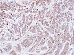 Cyclophilin A Antibody in Immunohistochemistry (Paraffin) (IHC (P))