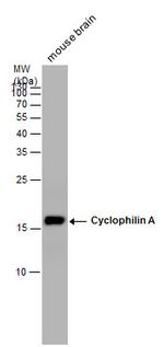 Cyclophilin A Antibody in Western Blot (WB)