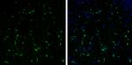 Stathmin 1 Antibody in Immunohistochemistry (Frozen) (IHC (F))