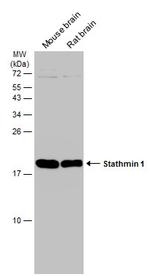 Stathmin 1 Antibody in Western Blot (WB)