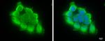 TRIF Antibody in Immunocytochemistry (ICC/IF)