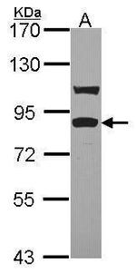 TRIF Antibody in Western Blot (WB)