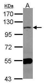 MAML1 Antibody in Western Blot (WB)