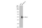 PD-L1 Antibody in Western Blot (WB)