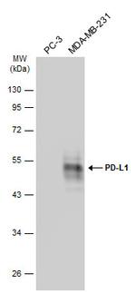 PD-L1 Antibody in Western Blot (WB)