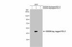 PD-L1 Antibody in Western Blot (WB)