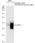 PD-L1 Antibody in Western Blot (WB)