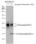 PD-L1 Antibody in Western Blot (WB)