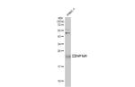 VPS29 Antibody in Western Blot (WB)