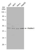 Flotillin 1 Antibody in Western Blot (WB)