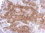 SIPA1 Antibody in Immunohistochemistry (Paraffin) (IHC (P))