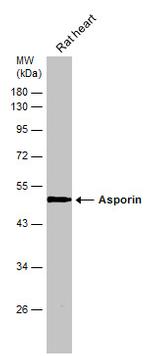 Asporin Antibody in Western Blot (WB)