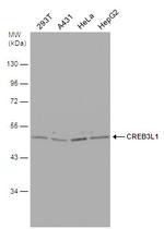 CREB3L1 Antibody in Western Blot (WB)