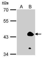 EKLF Antibody in Western Blot (WB)