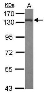 Kinesin 5A Antibody in Western Blot (WB)